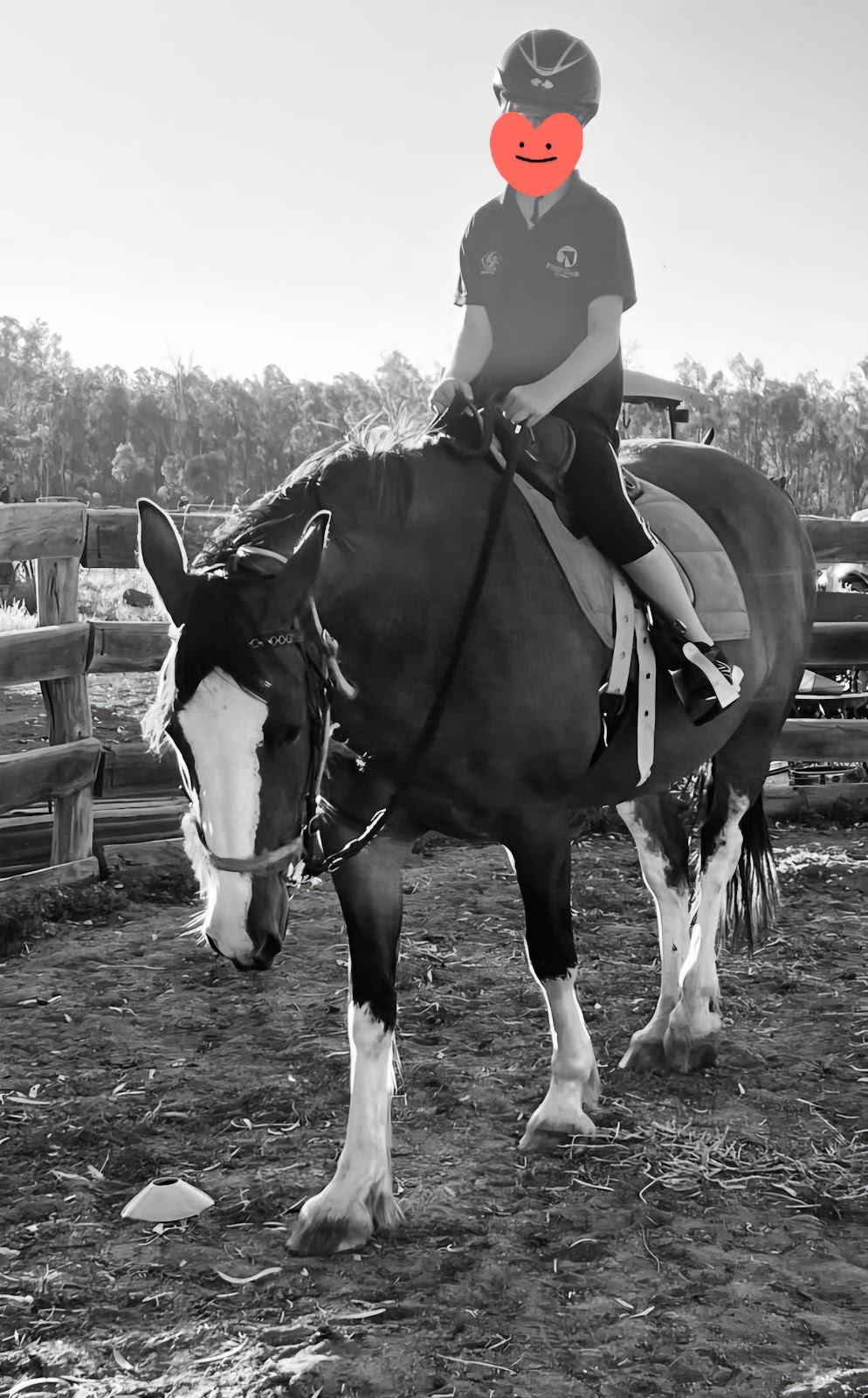 Rekcut Equine | 47 Penglase Ln, Barham NSW 2732, Australia | Phone: 0400 075 020