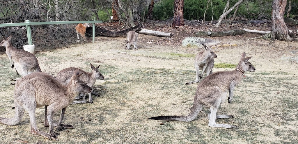 Australia Walkabout Wildlife Park | zoo | 1 Darkinjung Rd, Calga NSW 2250, Australia | 0243751100 OR +61 2 4375 1100
