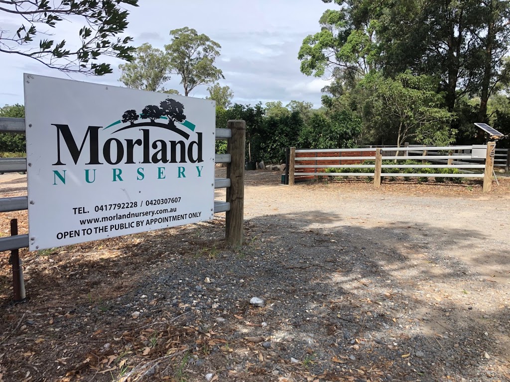 Morland Nursery | 761 Tamborine Oxenford Rd, Upper Coomera QLD 4209, Australia | Phone: 0420 307 607