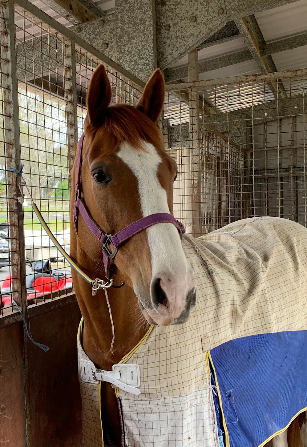 Pearson Equine | 514 Middle Arm Rd, Goulburn NSW 2580, Australia | Phone: 0403 733 125