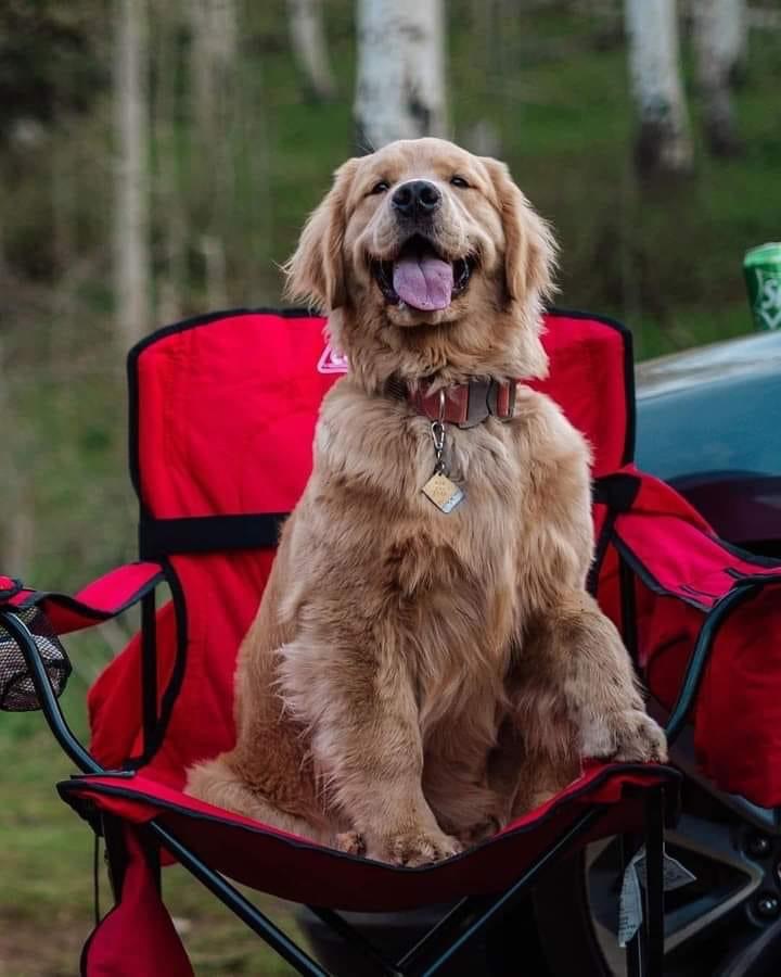 Crystal Creek Kennels - Purebred Golden Retrievers | 1043 Break Oday Rd, Glenburn VIC 3717, Australia | Phone: 0481 063 435