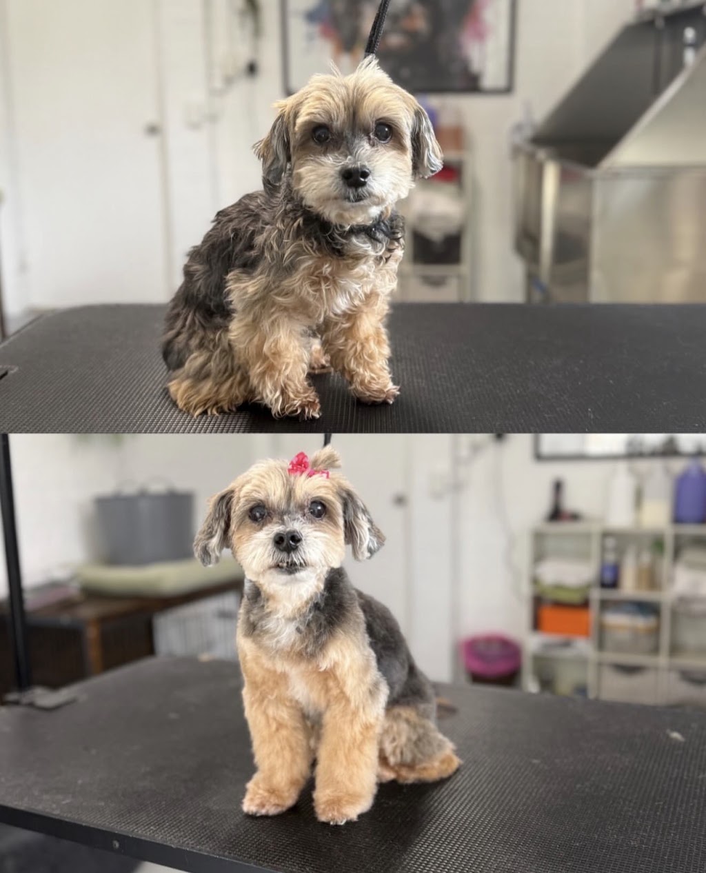 Sammy Scissor Hands Professional Dog Grooming | 99 Bayview St, Runaway Bay QLD 4216, Australia | Phone: 0407 886 531