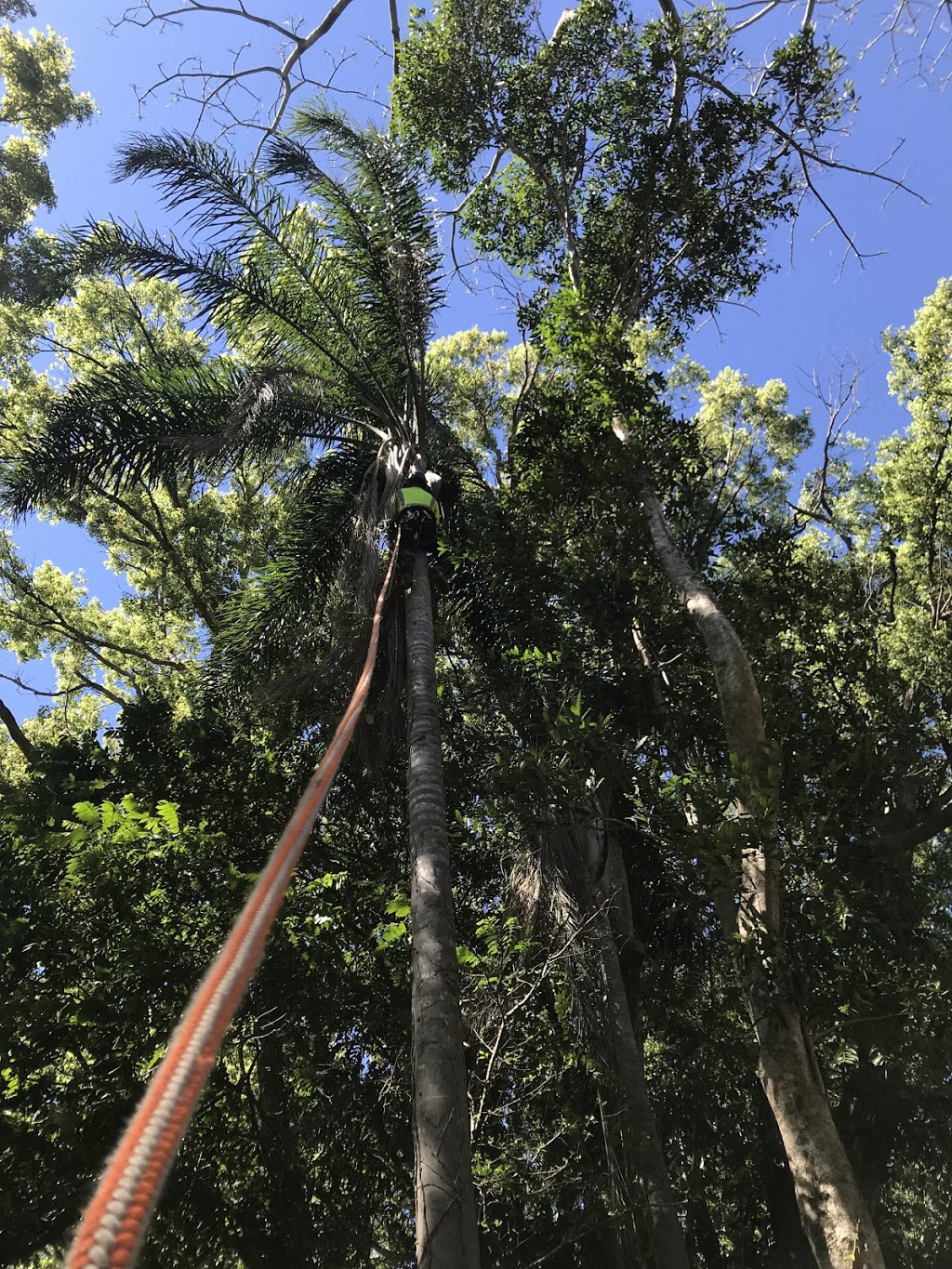 Lampe Tree Care | Seaswell Cres, Lennox Head NSW 2478, Australia | Phone: 0431 734 174