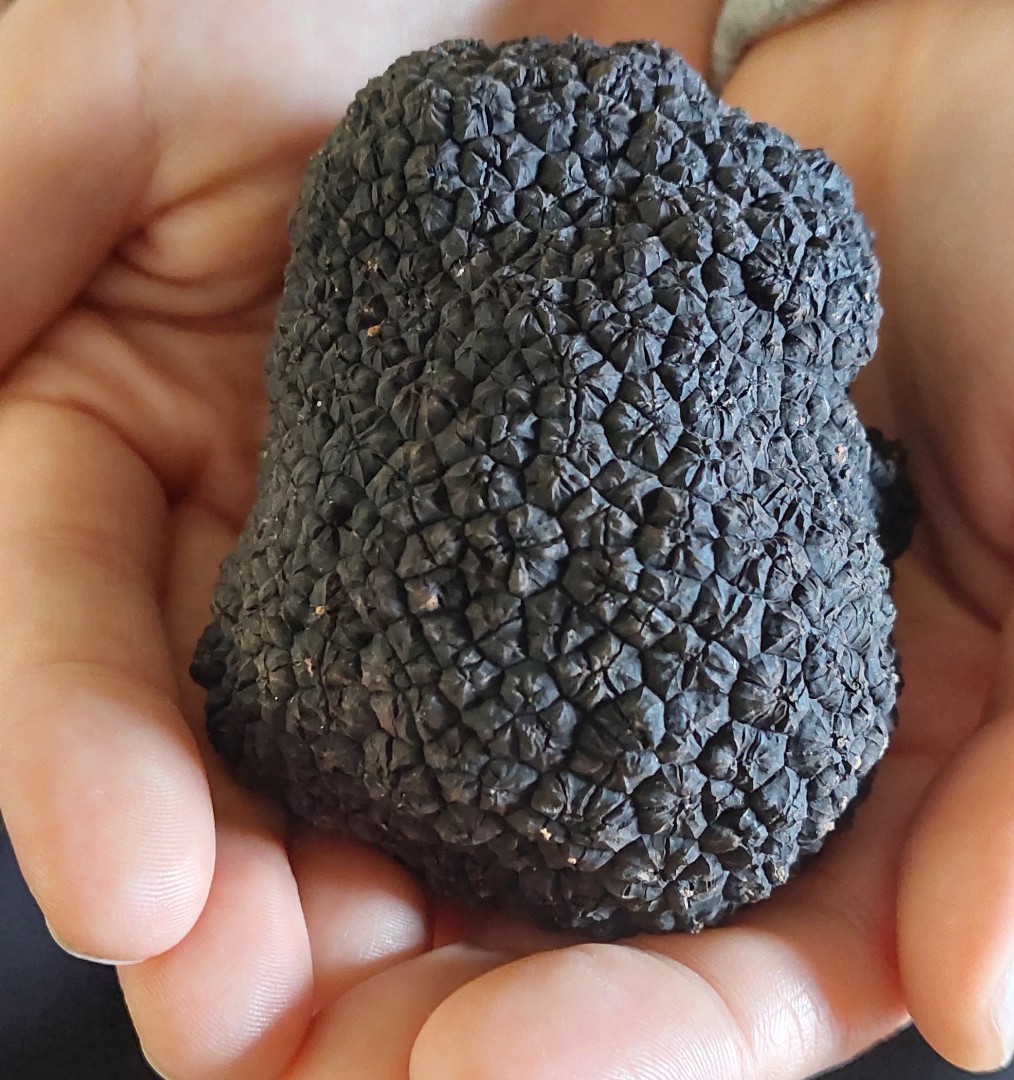 RedGround Truffles | 264 Titania Rd, Oberon NSW 2787, Australia | Phone: 0457 775 297