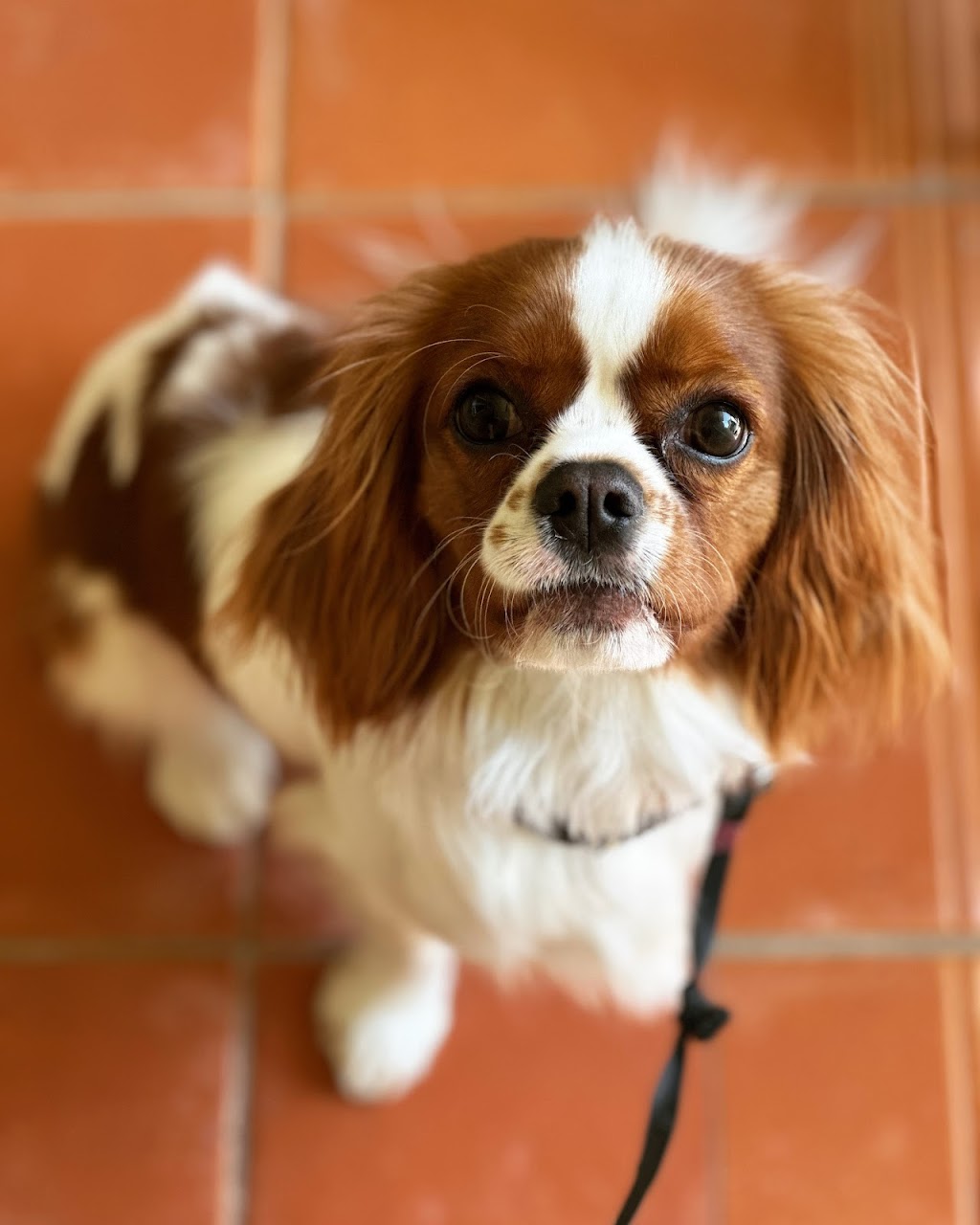 Scrub A Dub Dogs | 7 Meehan Pl, Moss Vale NSW 2577, Australia | Phone: 0435 485 238