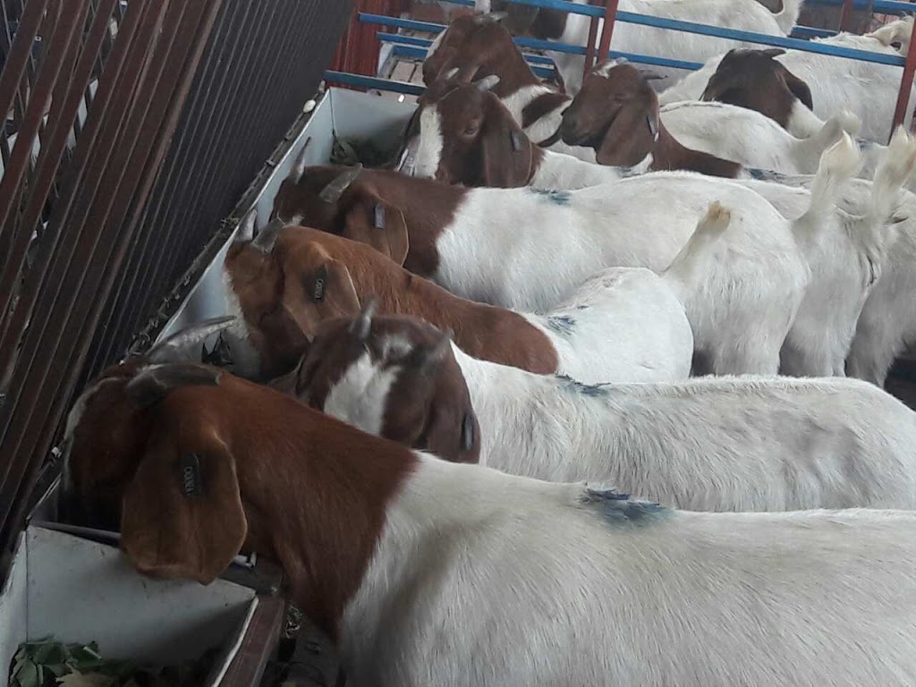 Cadenza Boer Goat Stud | 26 Sibbald Ln, Stratford VIC 3862, Australia | Phone: 0429 661 369