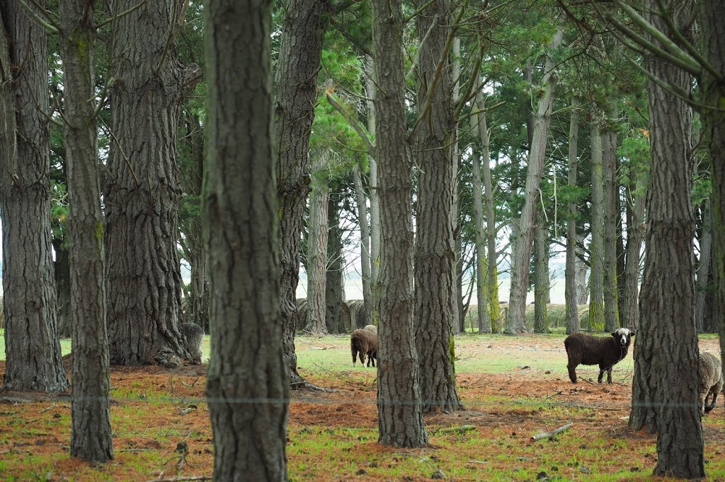 Lazy Acre Log Cabins | 35 Roadknight St, Lakes Entrance VIC 3909, Australia | Phone: 0418 516 555