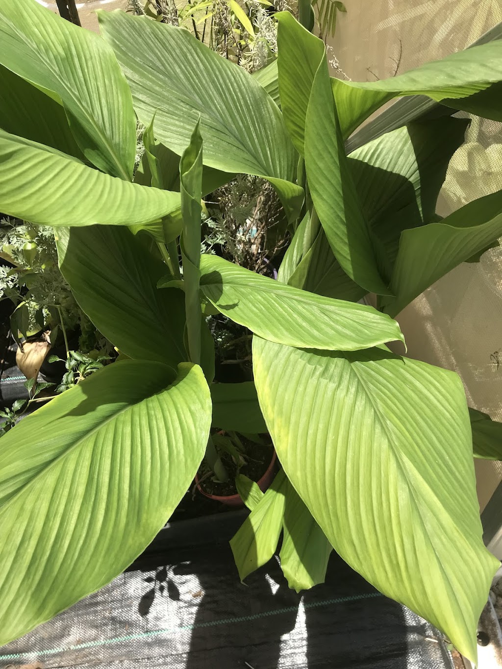 Astoz Plant Sales | 399 Windsor Dr, Mount Hallen QLD 4312, Australia | Phone: 0400 791 956