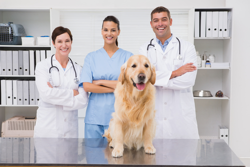 Midson Road Vet Clinic | veterinary care | 117 Midson Rd, Epping NSW 2121, Australia | 0298682055 OR +61 2 9868 2055