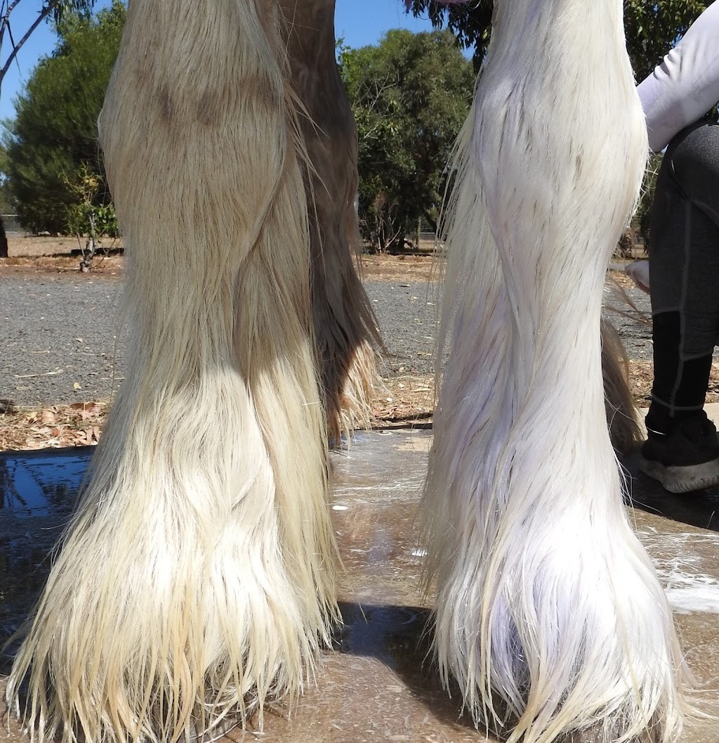 Galloping Goop Equine Products | 14 Jessica Way, Truganina VIC 3029, Australia | Phone: 0416 251 210