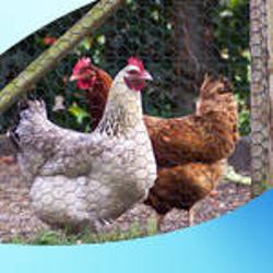 Casaccio Egg Farm in Terang | 80 Keilambete Rd, Terang VIC 3264, Australia | Phone: (03) 5592 1076