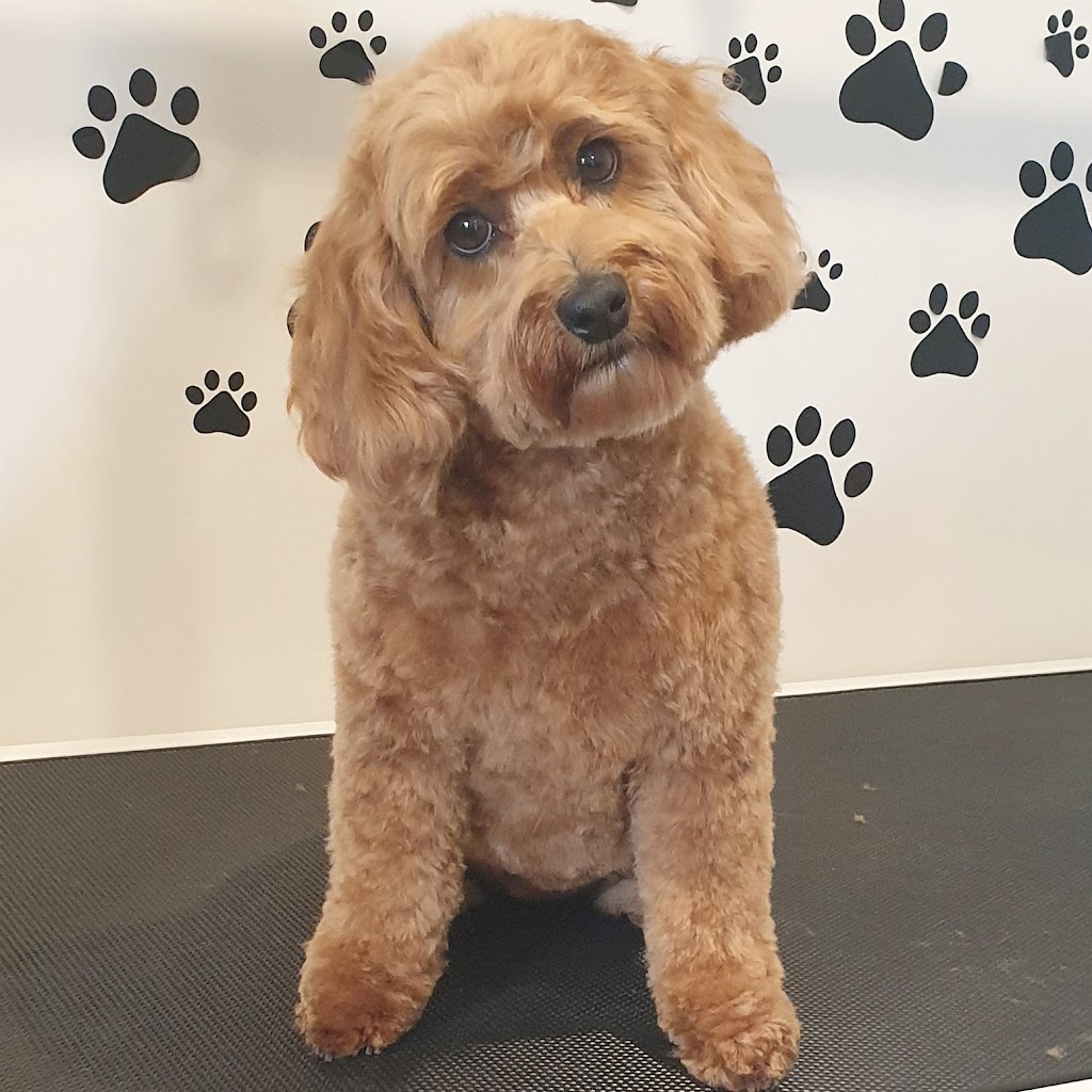 Tidy Tails | 21 Tinsmith Dr, Kyneton VIC 3444, Australia | Phone: 0408 878 339
