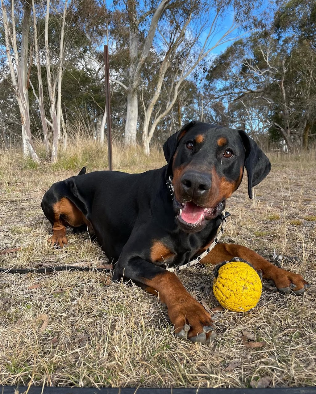 BoneGiorno | Canine Enrichment | 487 The Boulevarde, Kirrawee NSW 2232, Australia | Phone: 0405 963 043