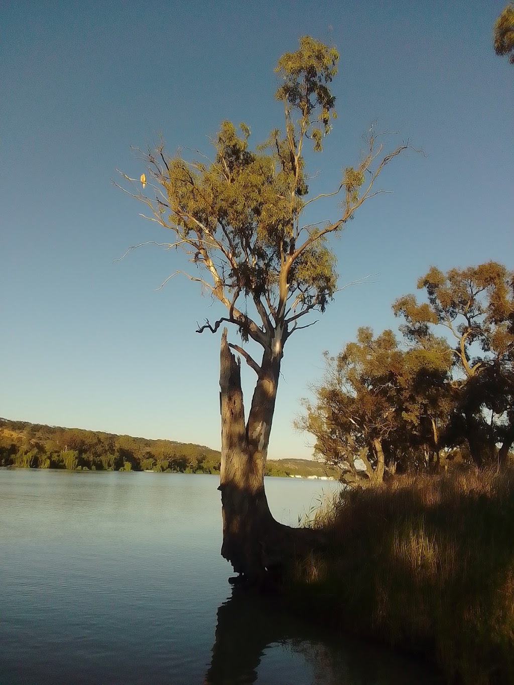Elfin Houseboat | 100 Roper Rd, Murray Bridge SA 5253, Australia | Phone: 0417 812 529