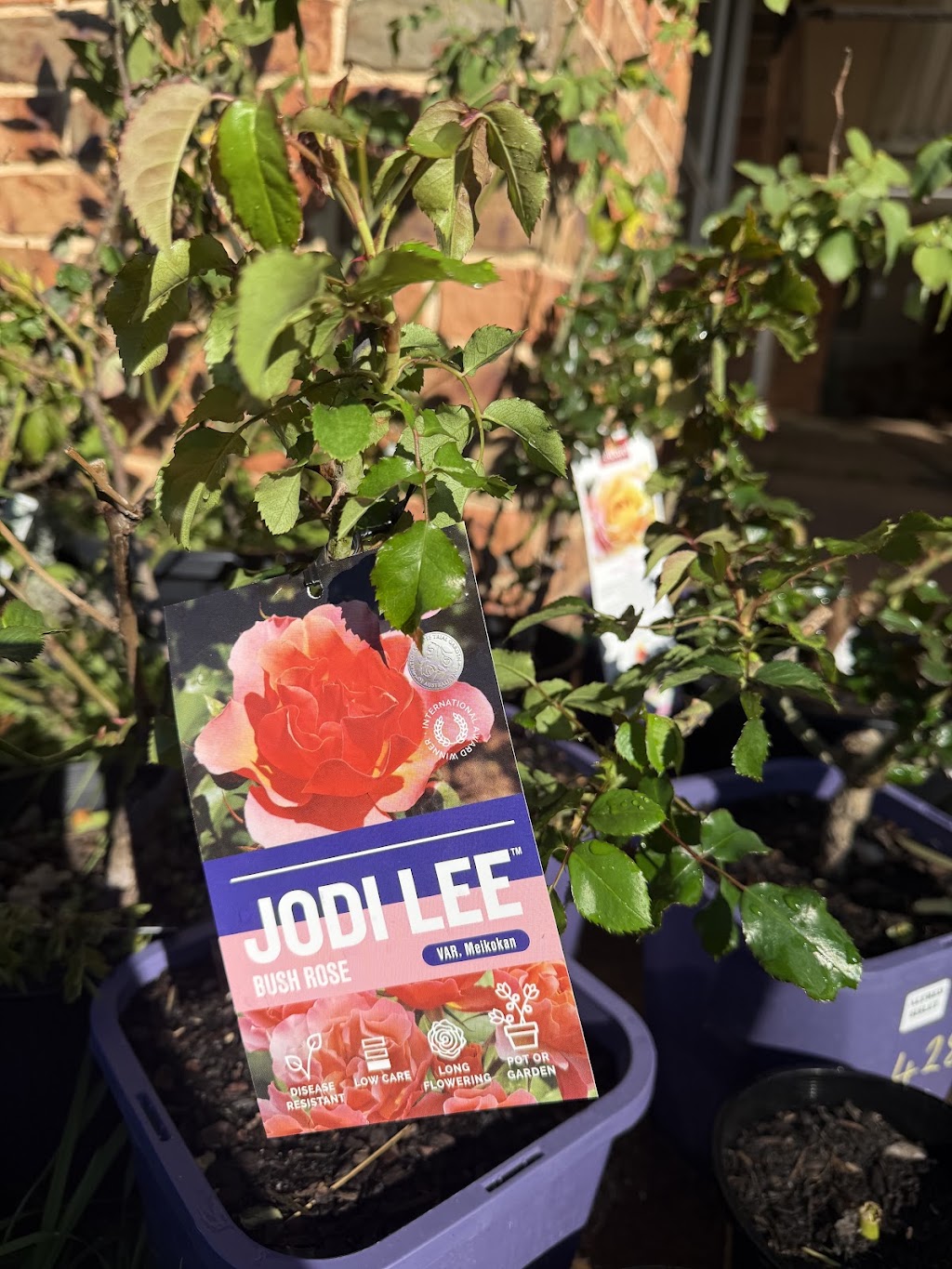 Nursery Warehouse | 24 Burns Rd, Ourimbah NSW 2258, Australia | Phone: (02) 4314 9018