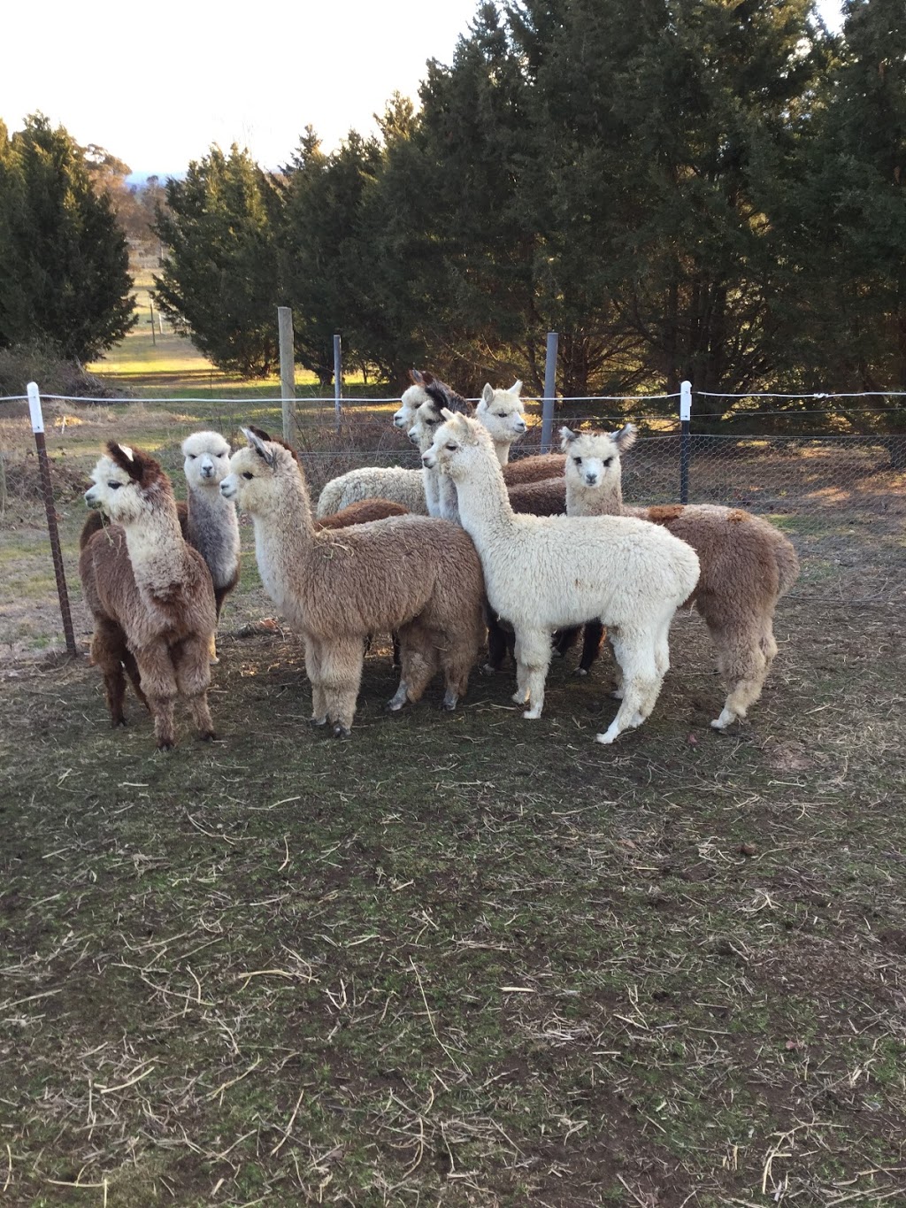 Eaglewood B&B and Alpaca Stud | 156 Isabel Dr, Murrumbateman NSW 2582, Australia | Phone: (02) 6227 0243