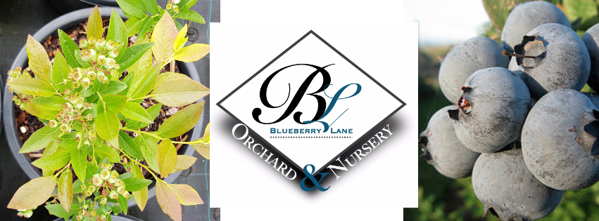 Blueberry Lane |  | 120 Pioneer Rd, Boolarra VIC 3870, Australia | 0351696619 OR +61 3 5169 6619