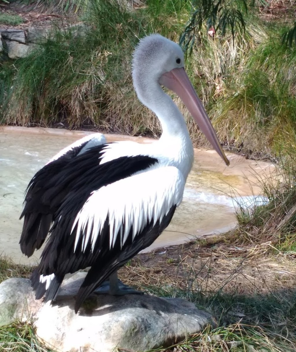 Adelaide Zoo | Frome Rd, Adelaide SA 5000, Australia | Phone: (08) 8267 3255