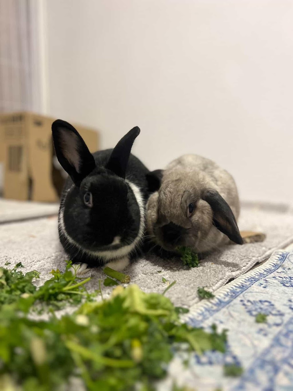Bunny Bunks | Bateau Bay Rd, Bateau Bay NSW 2261, Australia | Phone: 0404 686 528