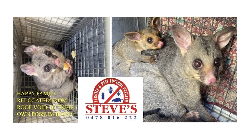 Steves termite & pest control Penrith | 10 Fawkener Pl, Werrington County NSW 2747, Australia | Phone: 0478 016 222