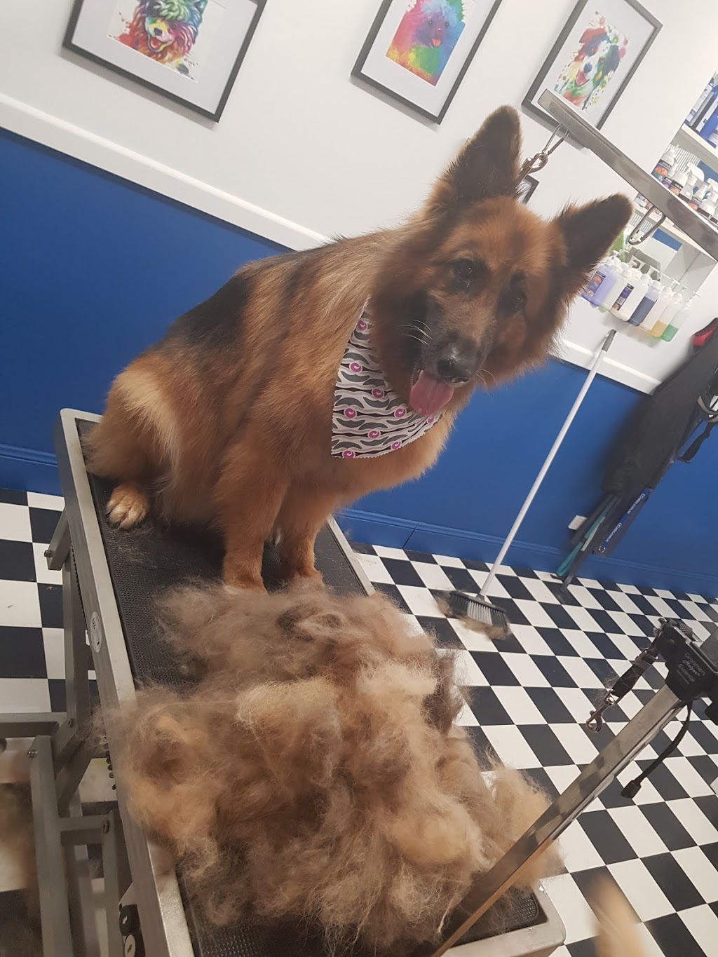 Yass Dog Grooming | 24 Yeo Cres, Yass NSW 2582, Australia | Phone: 0438 067 697