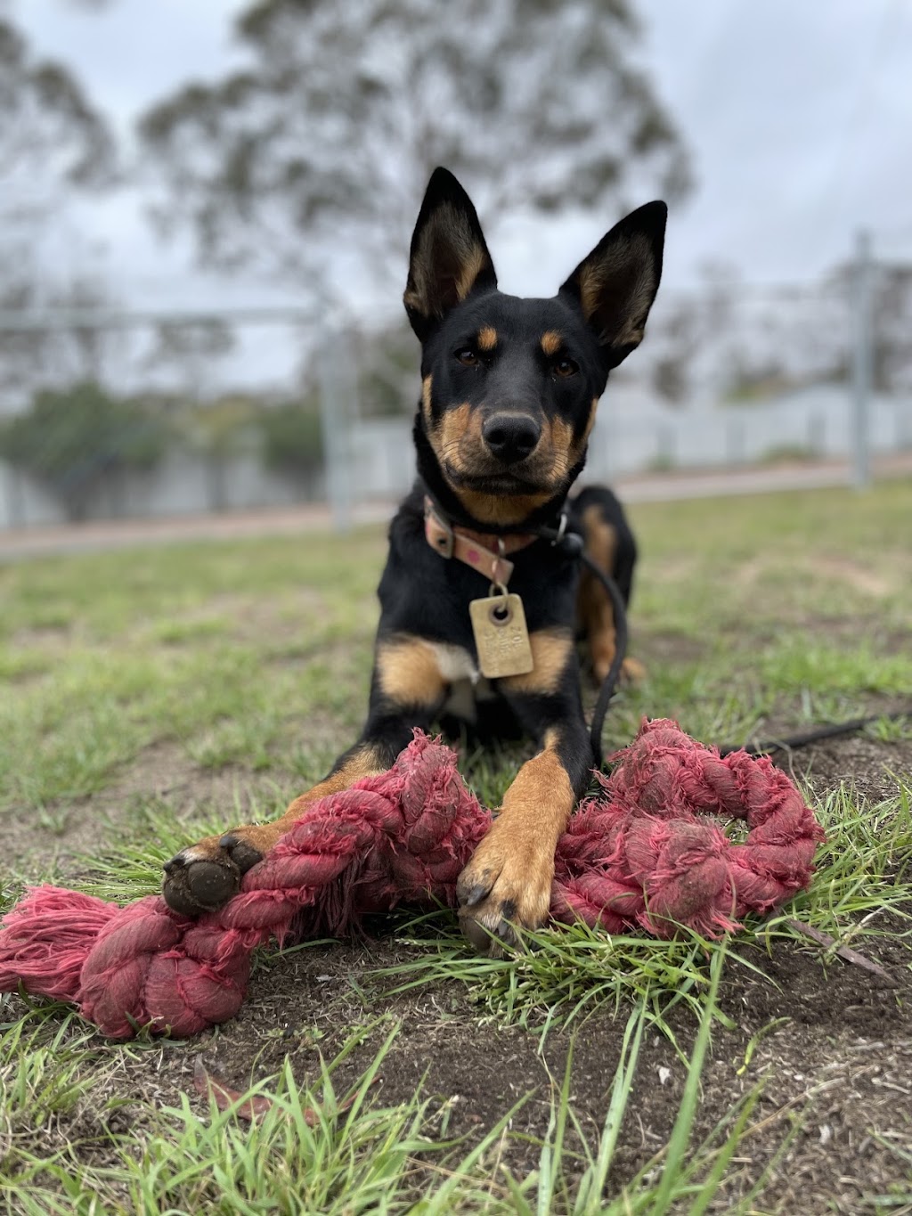 BoneGiorno | Canine Enrichment | 487 The Boulevarde, Kirrawee NSW 2232, Australia | Phone: 0405 963 043