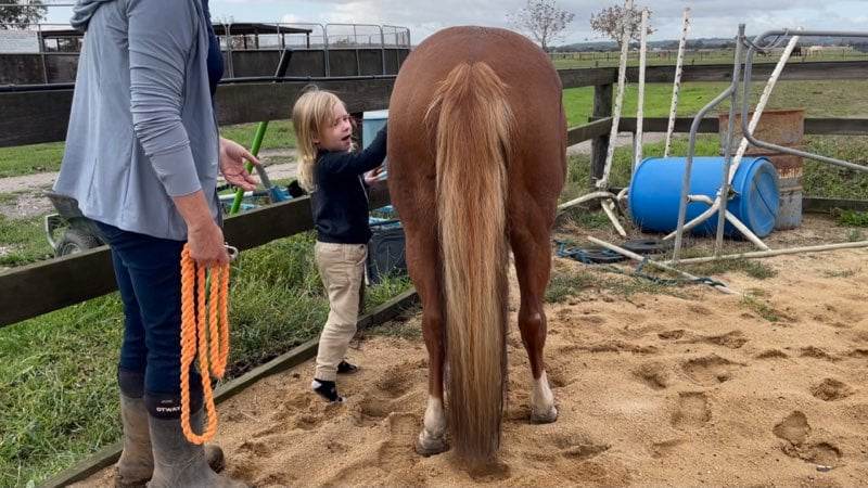 Cardinia Equine Assisted Counselling | 1070 Caldermeade Rd, Catani VIC 3981, Australia | Phone: 0421 343 745