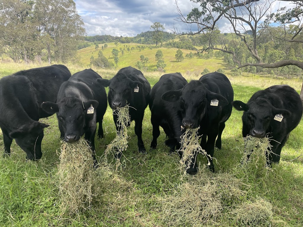 Gundalong Pastoral Group | Lot 18/1428 Ebsworth Rd, Booral NSW 2425, Australia | Phone: 0402 126 222 Gundalong Pastoral Group | Lot 18/1428 Ebsworth Rd, Booral NSW 2425, Australia | Phone: 0402 126 222