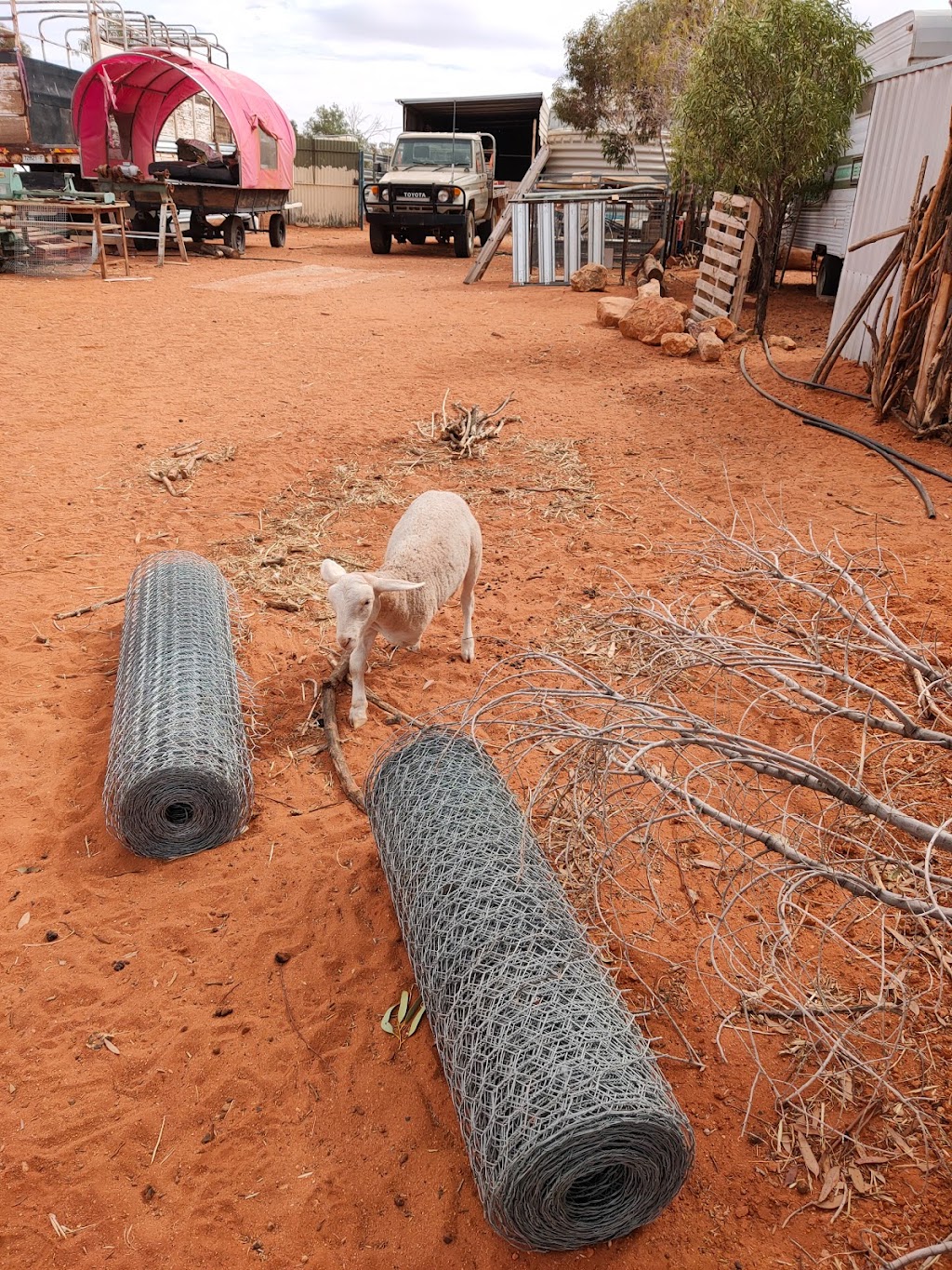 Silverton Outback Camels | 1939 Silverton Rd, Silverton NSW 2880, Australia | Phone: 0428 602 664