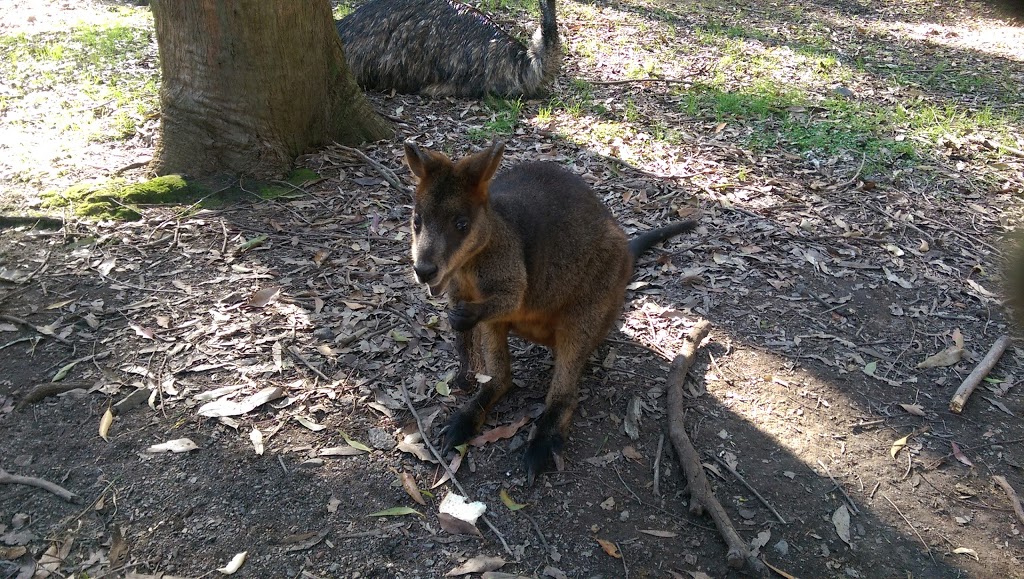 Blackbutt Reserve Entrance | zoo | 72 Carnley Ave, New Lambton NSW 2305, Australia