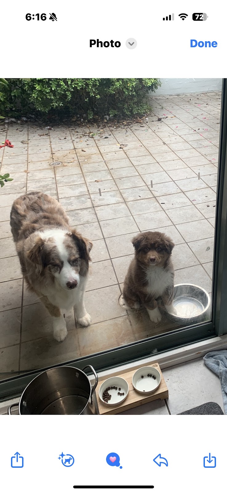 Artic Ivory Australian Shepherds | Micalago Rd, Michelago NSW 2620, Australia | Phone: 0412 915 984