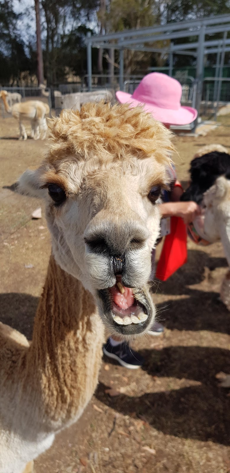 Wahgungurry Alpaca Stud | 2276 Lawrence Rd, Lower Southgate NSW 2460, Australia | Phone: 0419 986 554