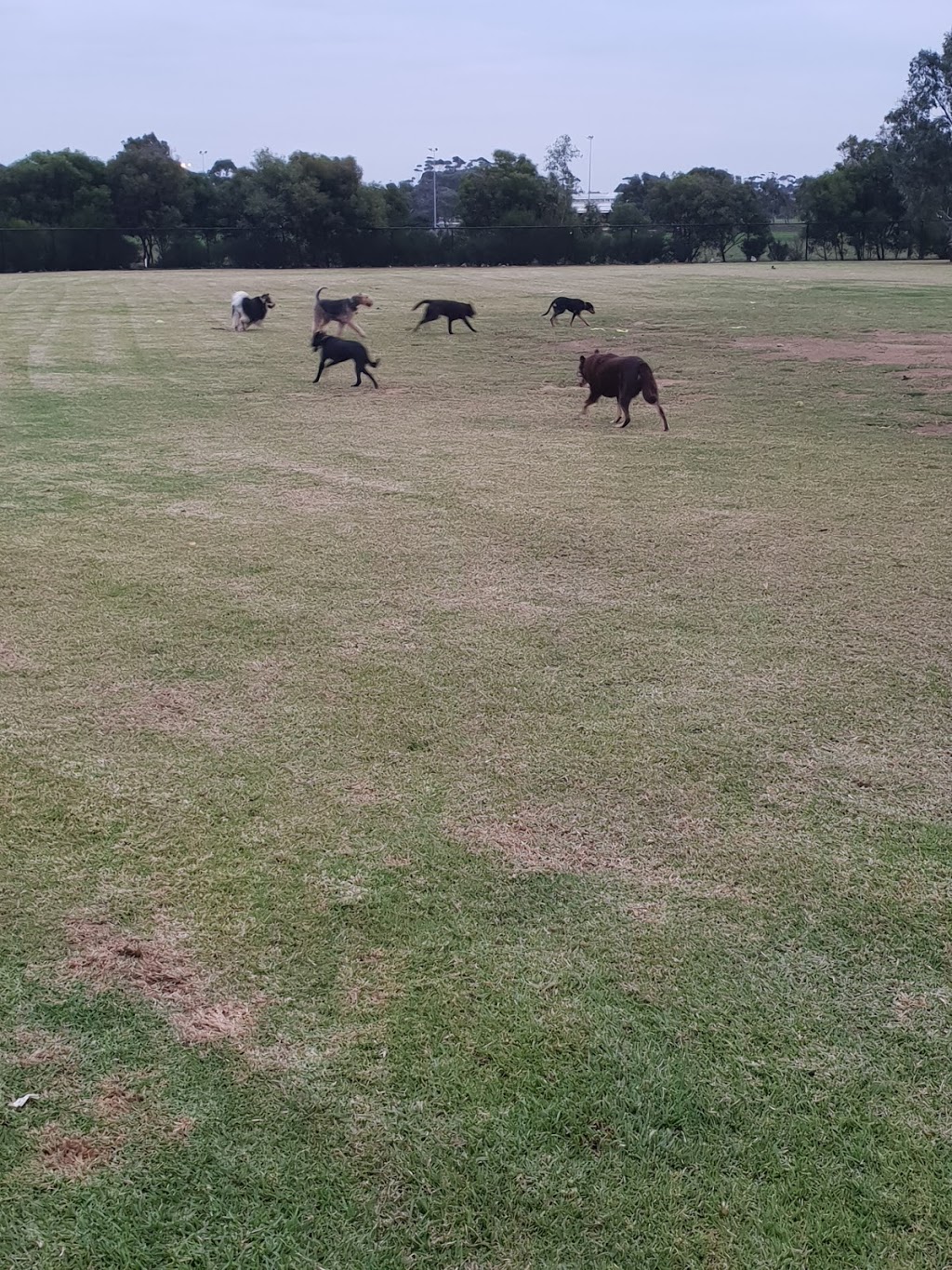 Werribee Off Lead Dog Park | Wyndham Vale VIC 3024, Australia