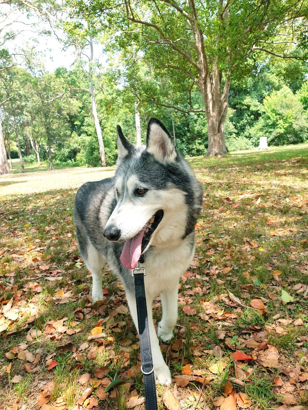 K9 Walkers | 19+ years in business, Ourimbah NSW 2258, Australia | Phone: 0418 224 692