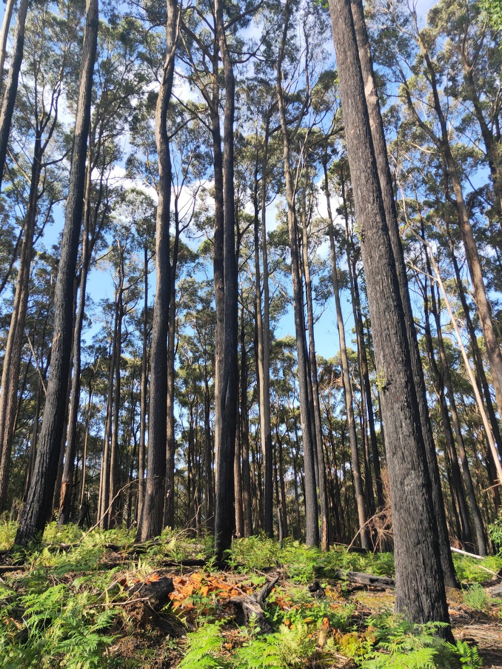 Alpine Trout Farm | food | 115 Mt Baw Baw Tourist Rd, Piedmont VIC 3833, Australia | 0356289584 OR +61 3 5628 9584