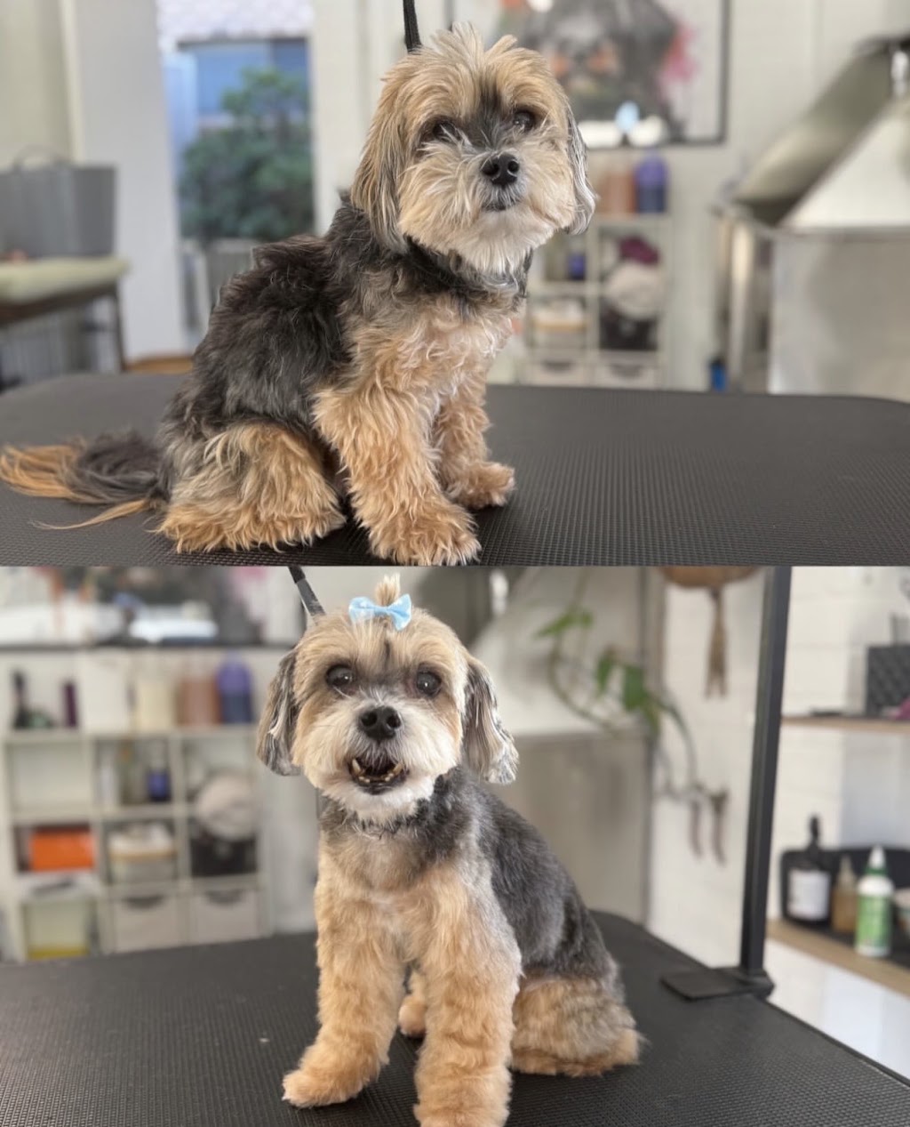 Sammy Scissor Hands Professional Dog Grooming | 99 Bayview St, Runaway Bay QLD 4216, Australia | Phone: 0407 886 531