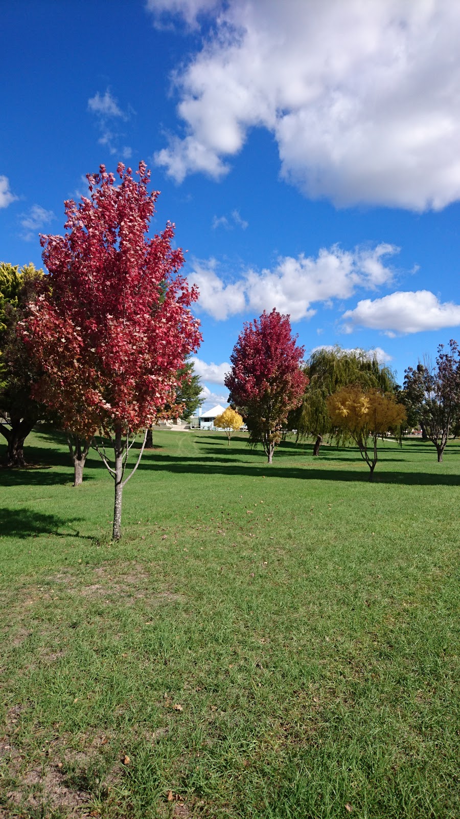 Rotary Park | park | 407 Rouse St, Tenterfield NSW 2372, Australia