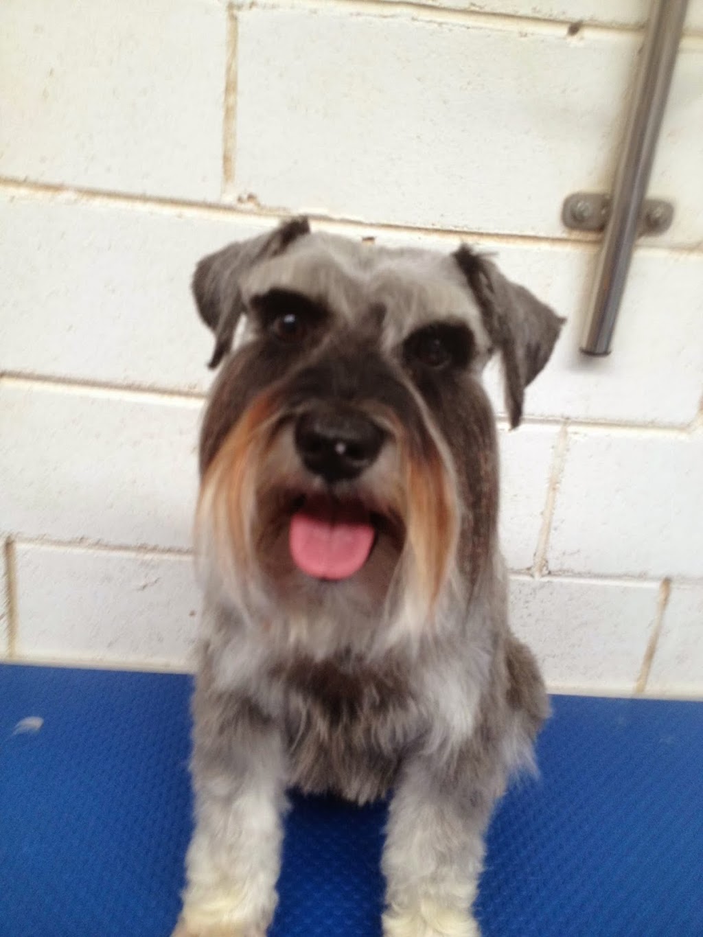 Melton Dog Grooming | 263 Centenary Ave, Melton West VIC 3337, Australia | Phone: 0438 565 116