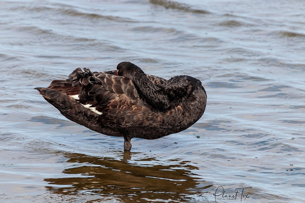 Little River Bird Hide | Point Wilson VIC 3212, Australia | Phone: (03) 8734 6006