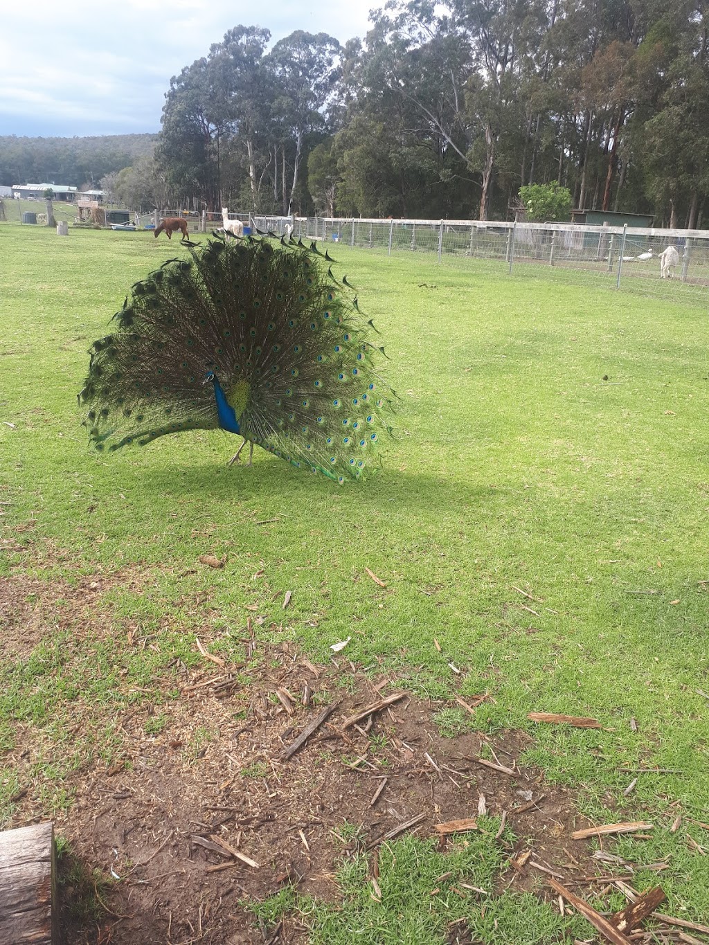 Fur & Feathers Rescue Farm - Mandalong | 716 Mandalong Rd, Mandalong NSW 2264, Australia | Phone: 0426 835 233