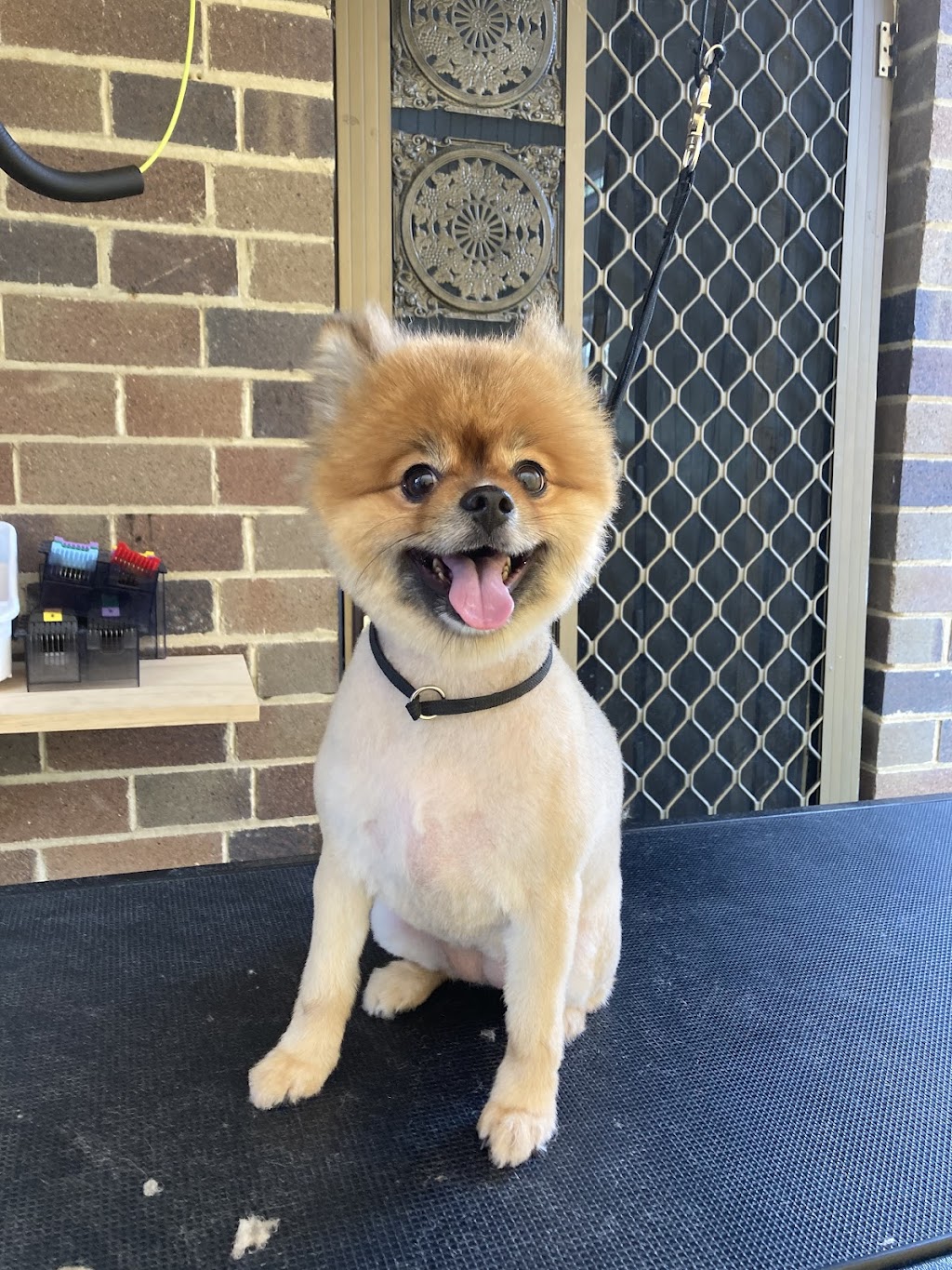 Golding’s Pampered Pooches Dog Grooming |  | 14 Summer Rd, Faulconbridge NSW 2776, Australia | 0402697128 OR +61 402 697 128
