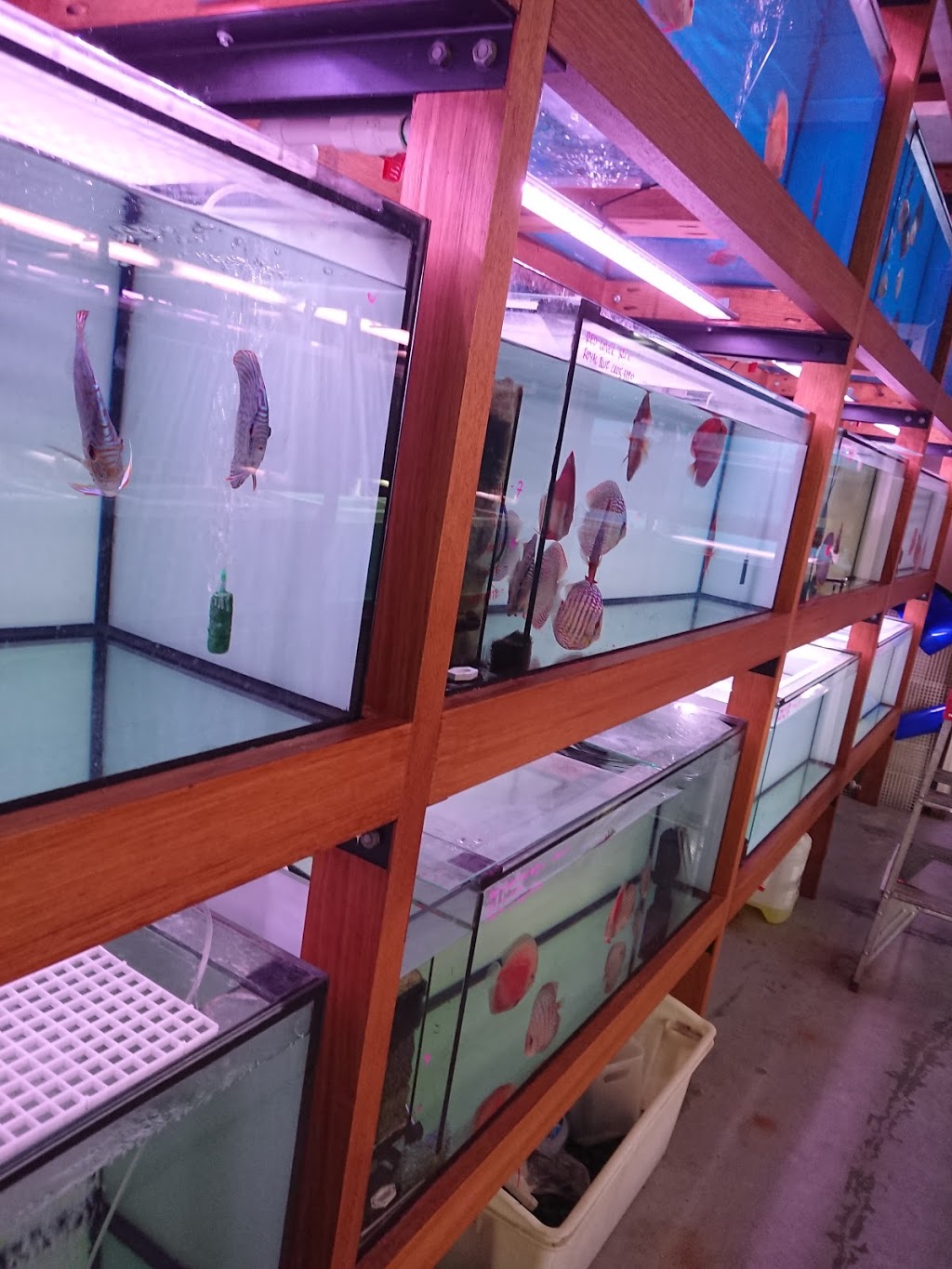 Aquatico Aquarium | pet store | 8/72-80 Hampstead Rd, Maidstone VIC 3012, Australia | 0393175088 OR +61 3 9317 5088