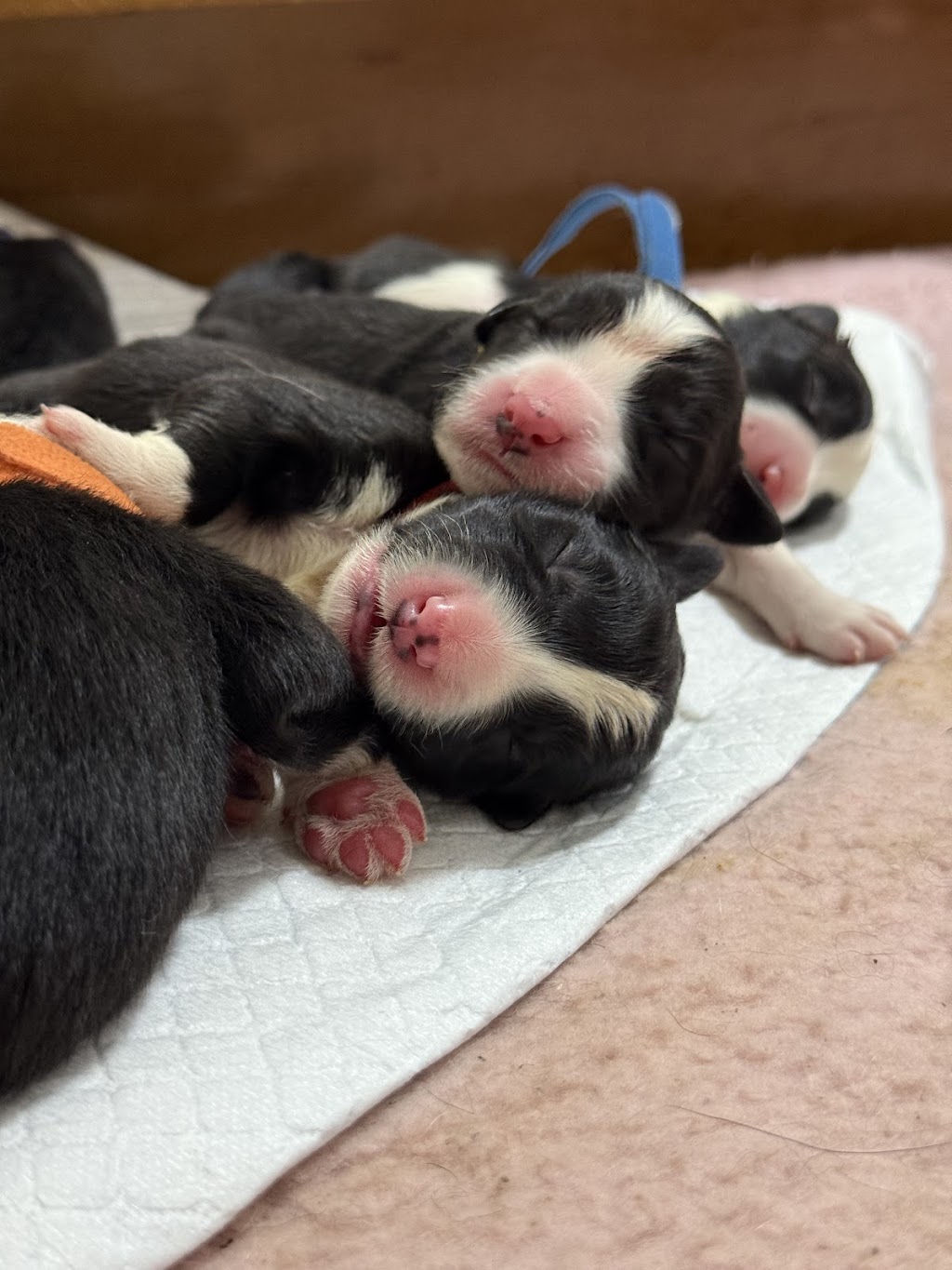 Ashbrooke Border Collies | Ashbrooke Rd, Wingen NSW 2337, Australia | Phone: 0493 531 190