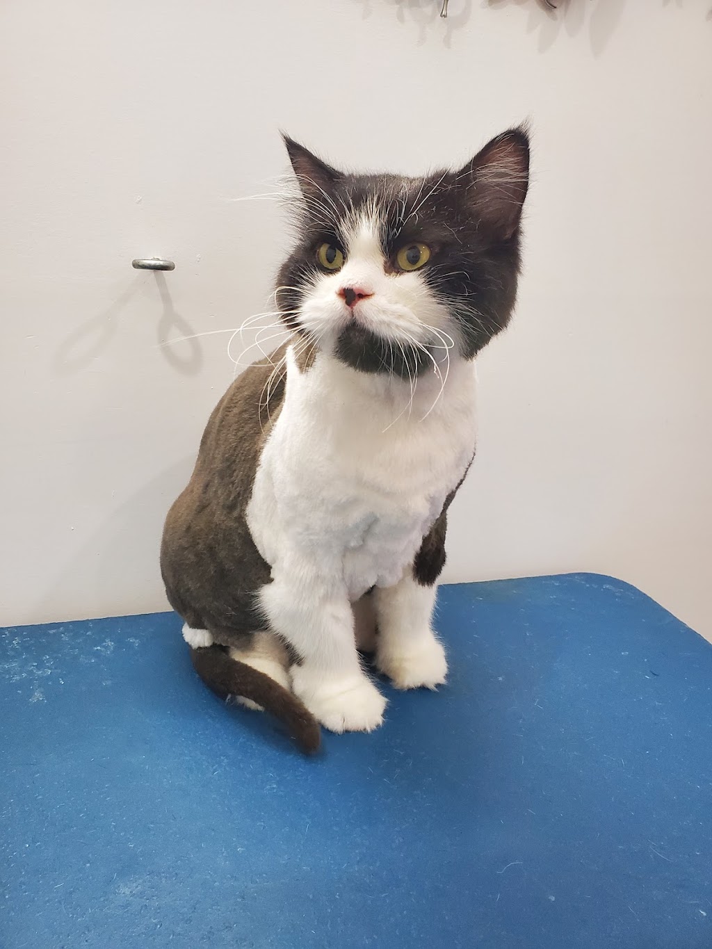 Nose 2 Tail | 11 Bindleys Rd, Mount Crosby QLD 4306, Australia | Phone: 0403 159 571