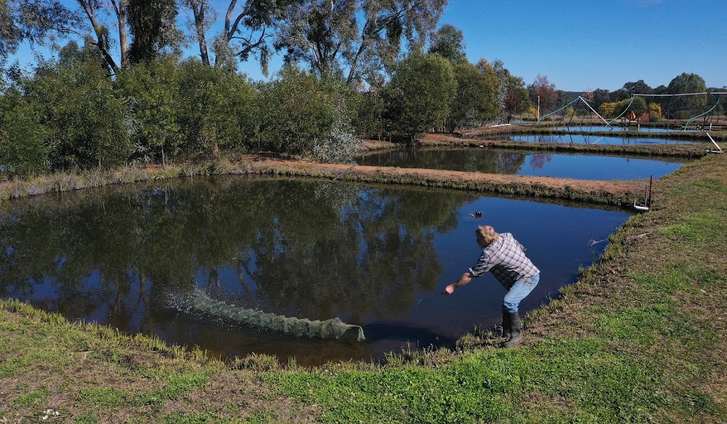 Narrabri Fish Farm | tourist attraction | 261 Tuppiari Rd, Jacks Creek NSW 2390, Australia | 0428749606 OR +61 428 749 606