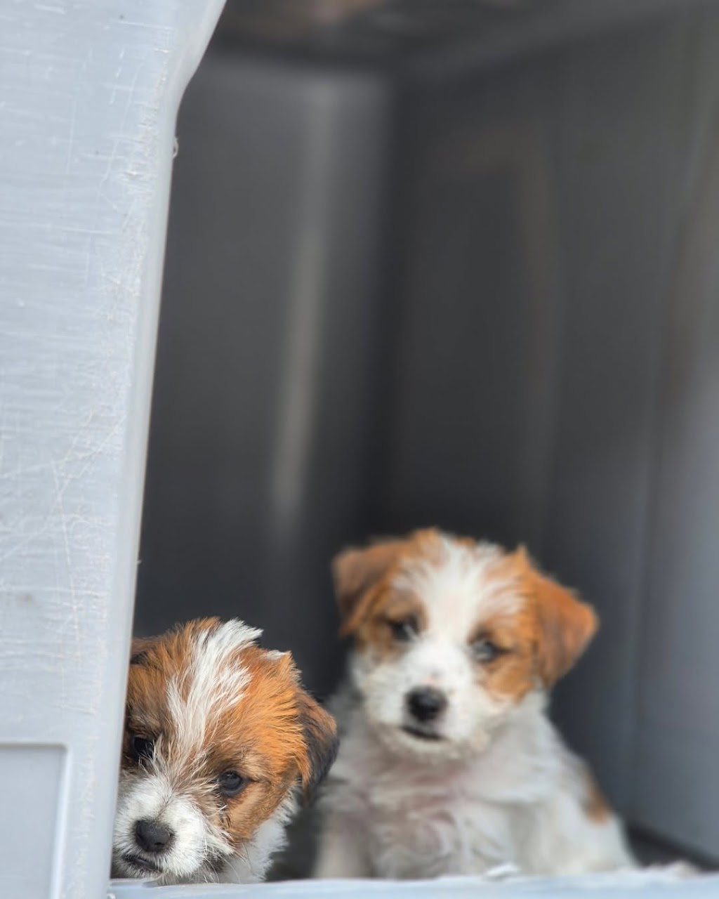 Trained Jack Rusell Terrier Pups | Kodi Cl, Old Bar NSW 2430, Australia | Phone: 0489 995 807