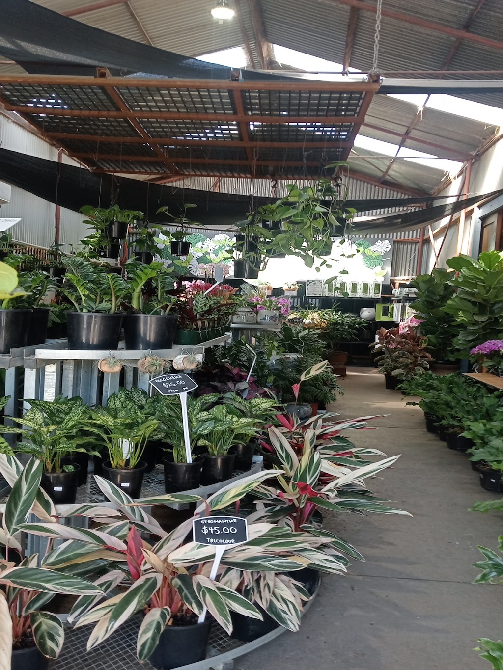 Houseplants Plus | 1 K Rd, Werribee South VIC 3030, Australia | Phone: (03) 8754 9973