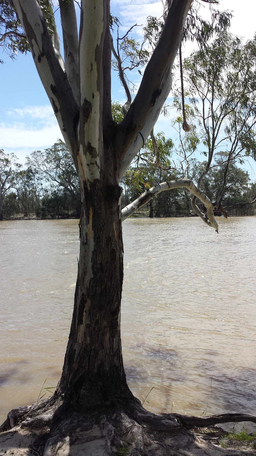 Tree of Knowledge | Loxton SA 5333, Australia