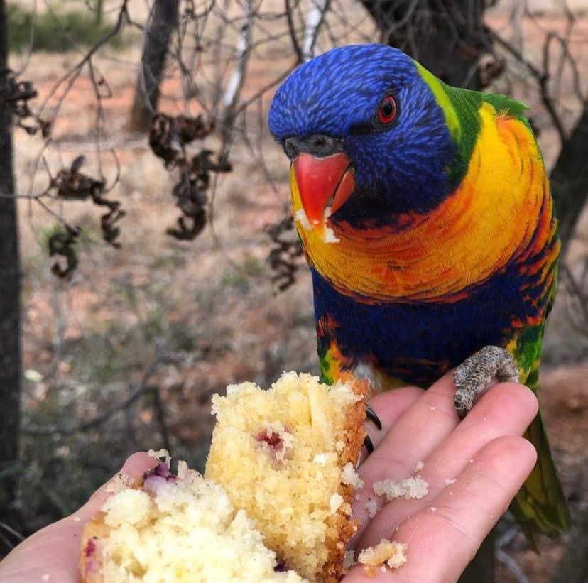 Lady Luck Fossicking Tours | 45 Sunrise Road, Sapphire Central QLD 4702, Australia | Phone: 0456 433 719