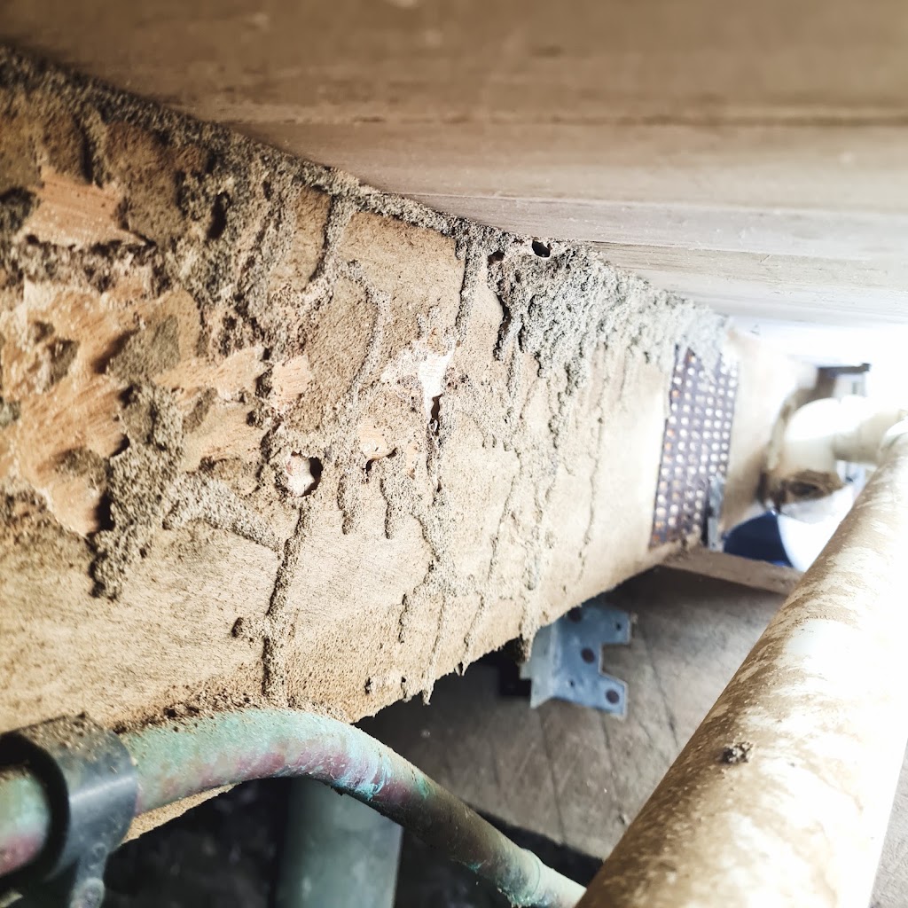 Wipeout Termites and Pests | 95 Bells Esplanade, Pelican Waters QLD 4551, Australia | Phone: 0437 122 236